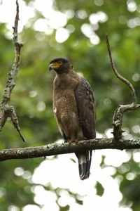 Low angle view of bird perching on branch