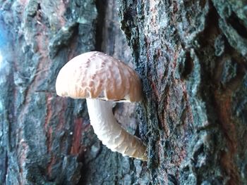 Close-up of mushroom growing on tree trunk