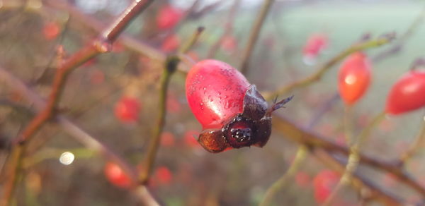 Close-up of red berries on plant