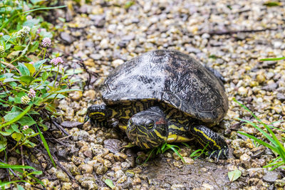 Close-up of a turtle on ground