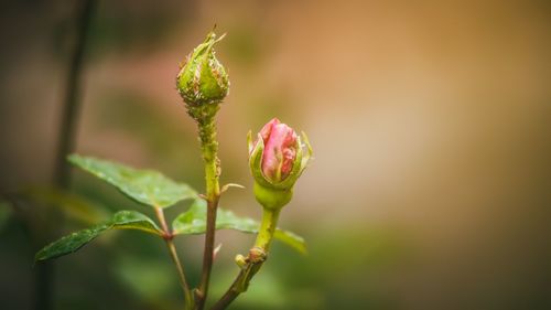 Close-up of pink flowering plant