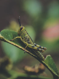 Close-up of insect on leaf