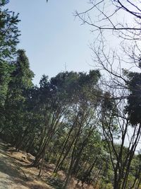 Low angle view of trees in forest against clear sky