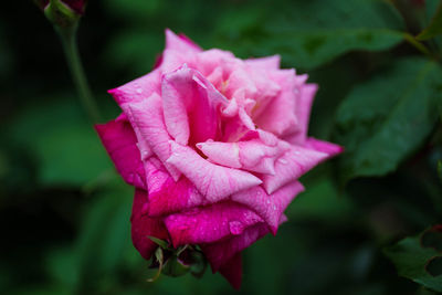 Close-up of pink rose