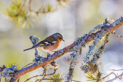 Close-up of bird perching on tree