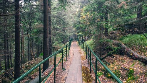 Footbridge amidst trees in forest