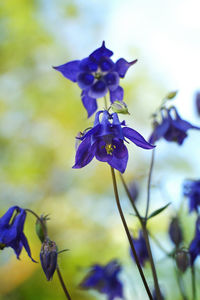 Close-up of purple flowers blooming outdoors