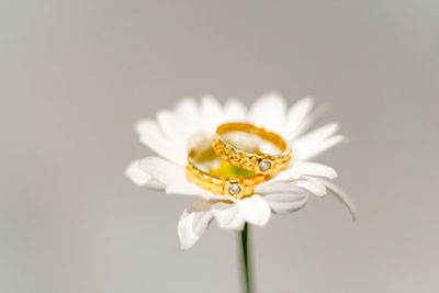 Close-up of white flower