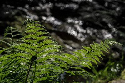 Close-up of fern leaves