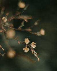 Close-up of flowering plant