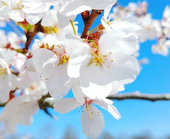 Close-up of white flowers against sky