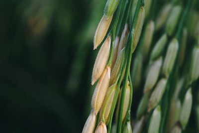 Close up ear of paddy or rice in organic field, agriculture concept.