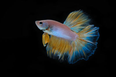 Close-up of fish underwater