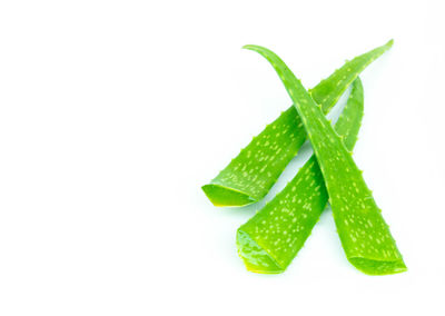 Close-up of green leaves against white background