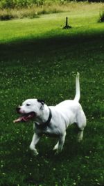 Close-up of dog on grass