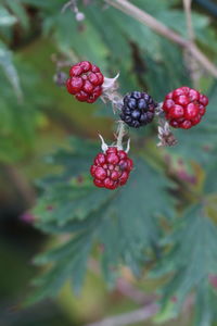 Close-up of berries growing on tree