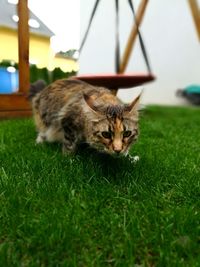 Cat looking away on field