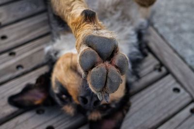 High angle view of dog sitting on bench