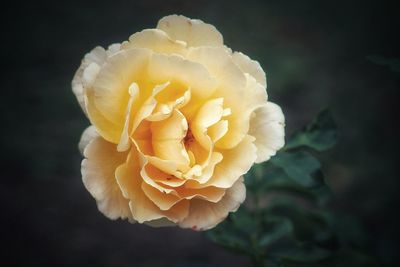 Close-up of rose flower