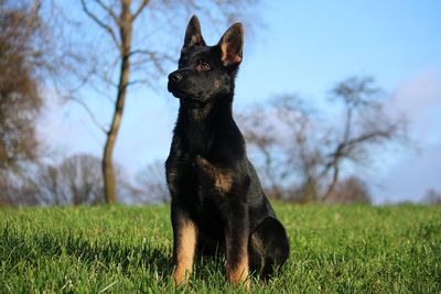 Black dog looking away on field