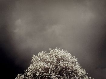 Low angle view of trees against sky