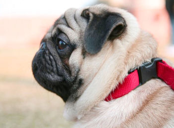 Close-up portrait of a dog