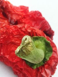 Close-up of red flower over white background