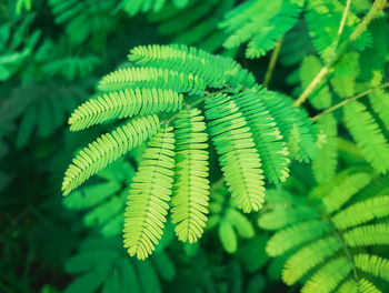 Close-up of fern leaves