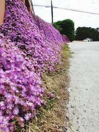 Close-up of purple flowers on tree