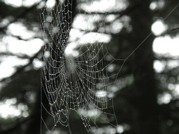 spider web