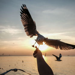 Close-up of bird flying over beach against sky during sunset