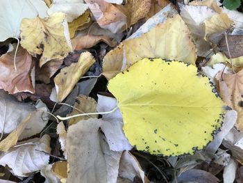 Close-up of yellow autumn leaves