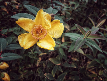Close-up of yellow flowering plant