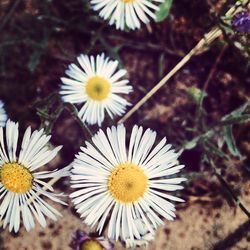 Close-up of white daisy flowers