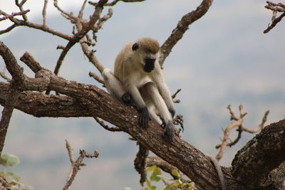 Monkey on branch