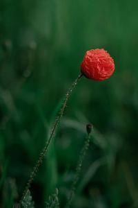 Close up of a wild red poppy flower on a meadow