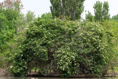 Plants and trees in forest