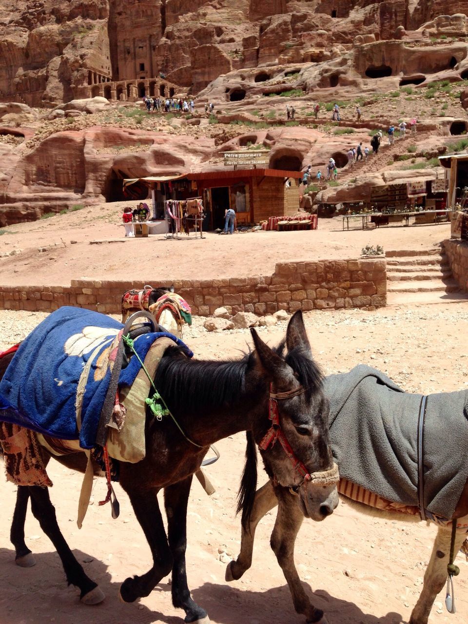 animal themes, domestic animals, mammal, horse, livestock, working animal, built structure, architecture, building exterior, one animal, men, two animals, camel, herbivorous, full length, day, sunlight, walking, standing