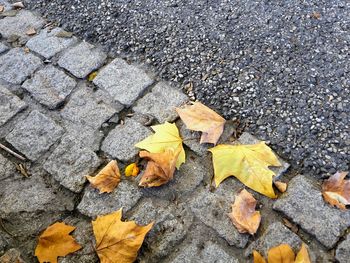 High angle view of yellow maple leaf on street