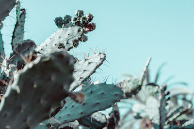 Close-up of flowering plant against clear sky