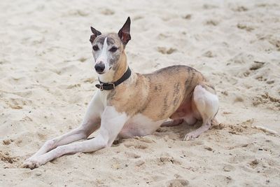 Full length of a dog running on beach