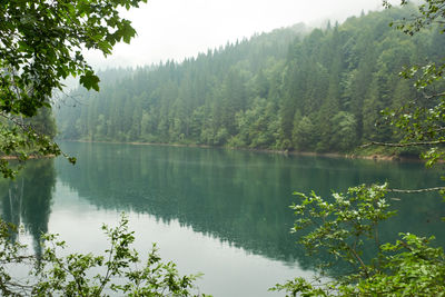 Scenic view of lake in forest