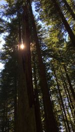 Low angle view of trees