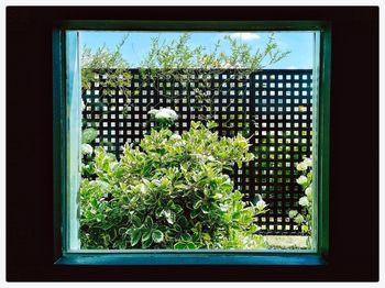 Close-up of potted plants on window sill