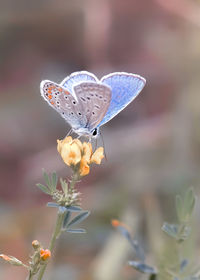 Close-up of butterfly pollinating on flower