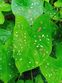 Full frame shot of wet leaves