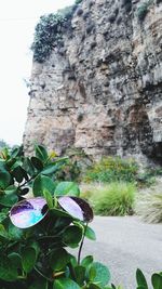 Close-up of flowering plant against rock formation