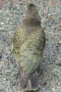 High angle view of a bird perching on ground