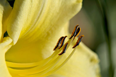 Close-up of yellow rose flower