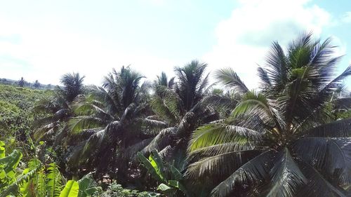 Low angle view of palm trees against sky